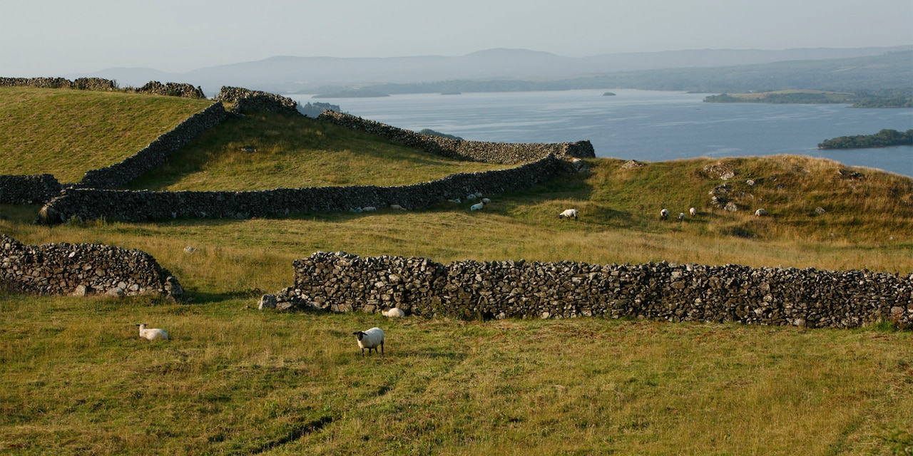 A flock of sheep stand near a stone wall in a pasture that overlooks the sea in Shannon, Ireland