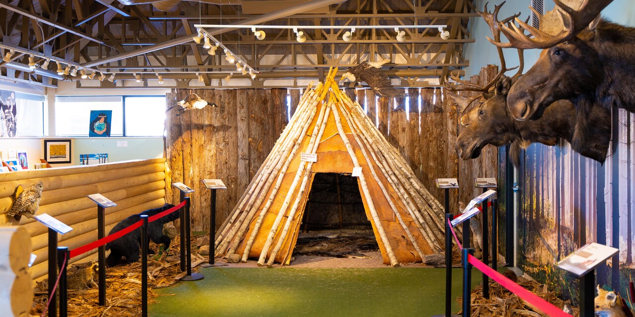A teepee made with birch tree branches in a museum display near a wall with mounted moose heads