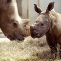 2 white rhinoceroses at the Up Close with Rhinos tour at Disney's Animal Kingdom theme park in Florida