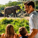 A family of 5 watches an elephant on the savanna at Disney’s Animal Kingdom park