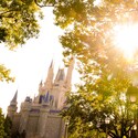 Sun peeking through the trees with Cinderella Castle in the background