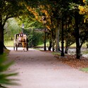 A horse and carriage on a tree-lined path on the grounds of Disney's Port Orleans – Riverside