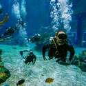 Scuba divers swimming underwater near a coral reef