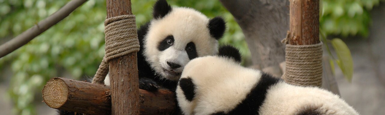 Two pandas play on a structure made of logs and rope Two pandas play on a structure made of logs and rope