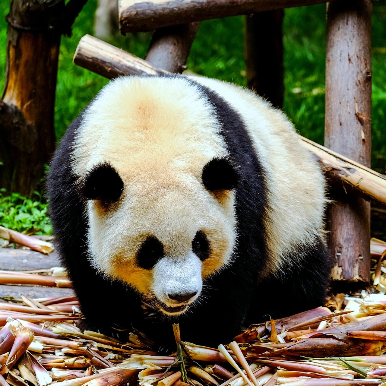 A giant panda in a pile of bamboo