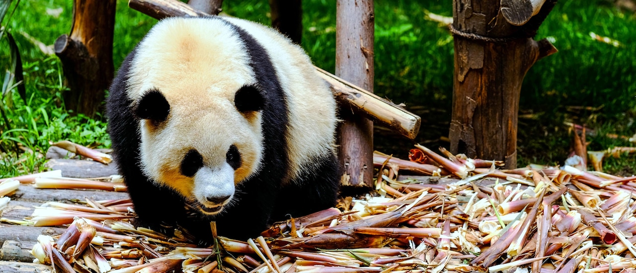 A giant panda in a pile of bamboo