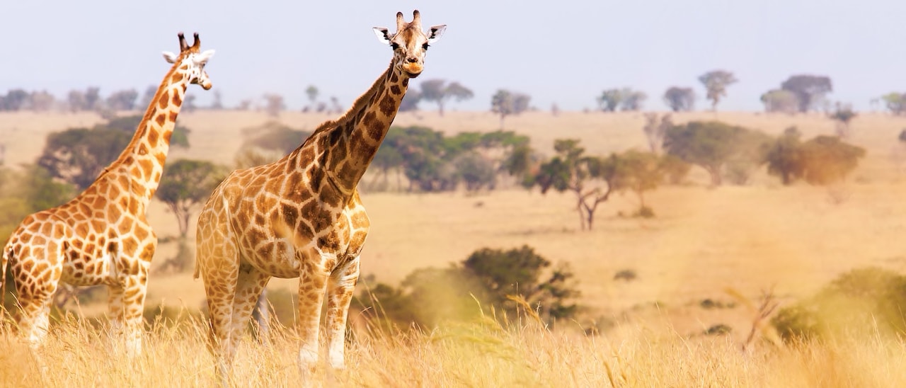 2 giraffes stand in the savanna