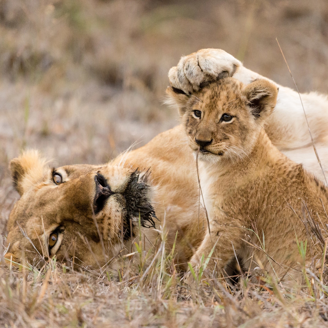 A lioness and her cub laze in the South African savanna grasslands