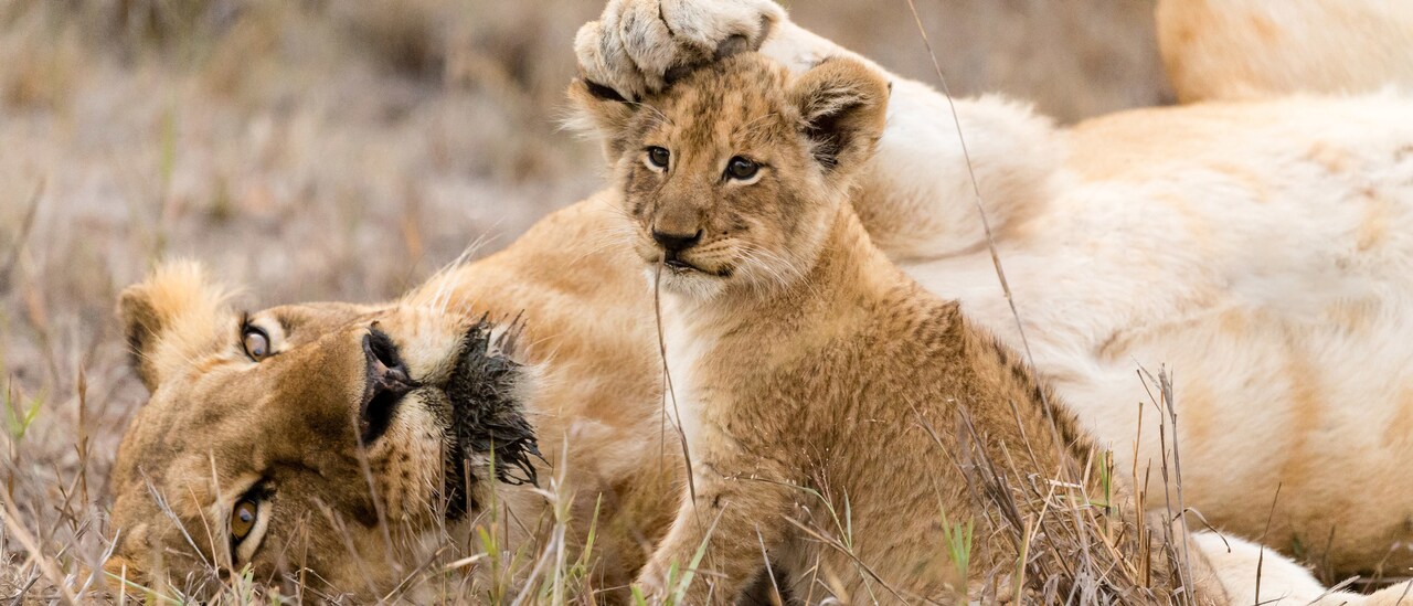 A lioness and her cub laze in the South African savanna grasslands