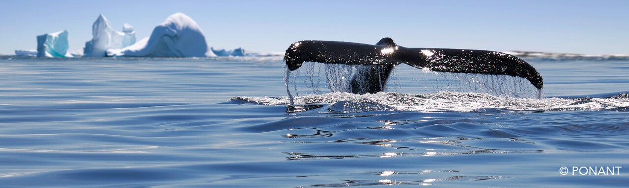 Whale tail visible with several icebergs in the background Whale tail visible with several icebergs in the background