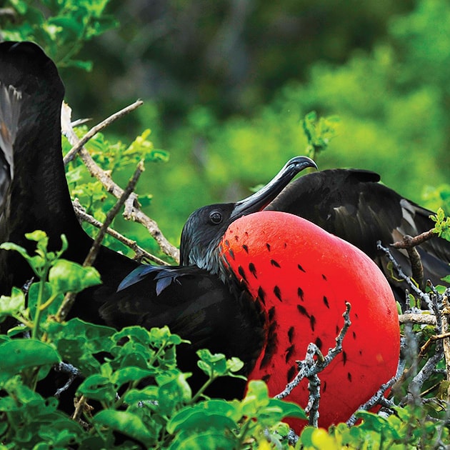 galápagos island tours ecuador adventures by disney
