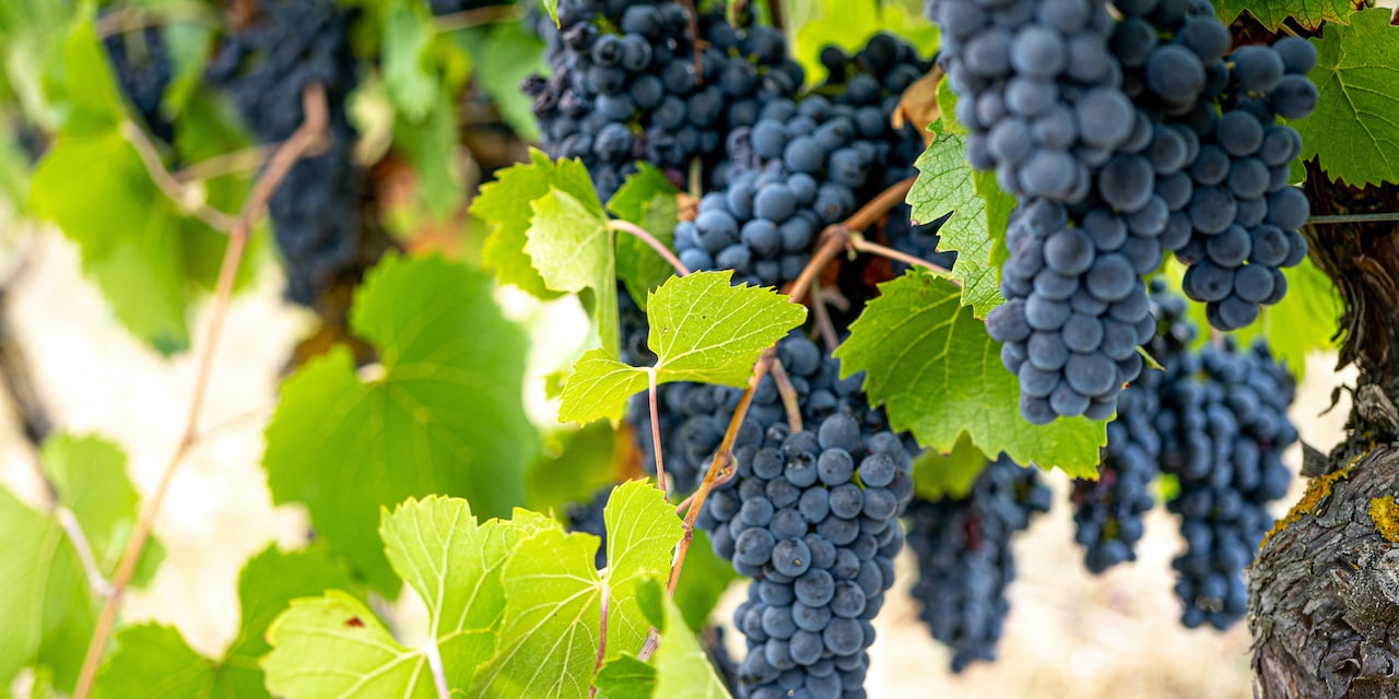 Clusters of grapes hanging from vines