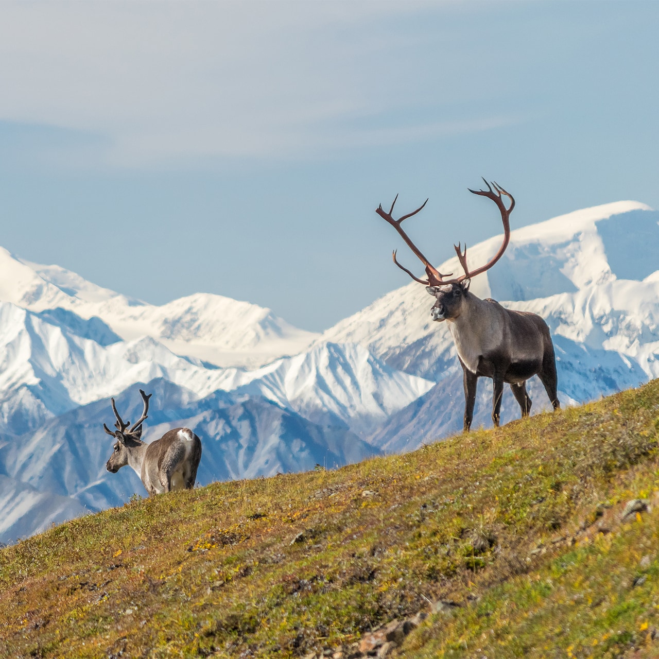 Two Alaskan caribou stand on a grassy hill near a snow-capped mountain range Two Alaskan caribou stand on a grassy hill near a snow-capped mountain range