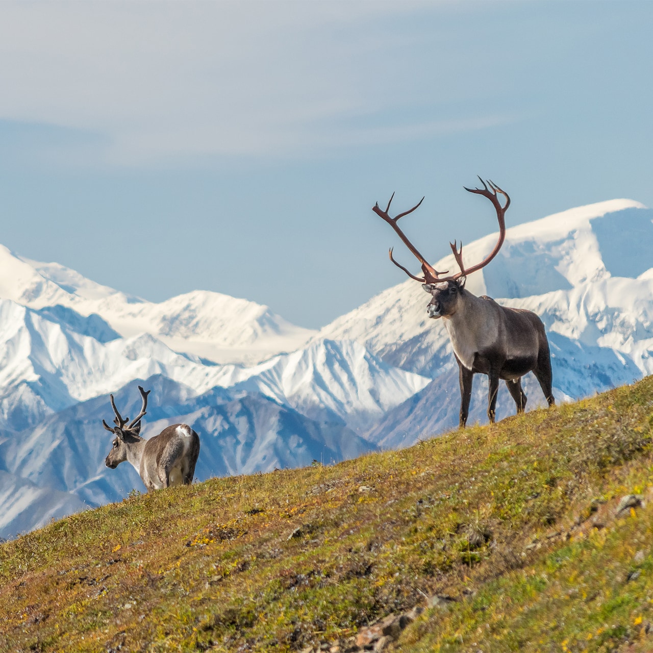 Two Alaskan caribou stand on a grassy hill near a snow-capped mountain range