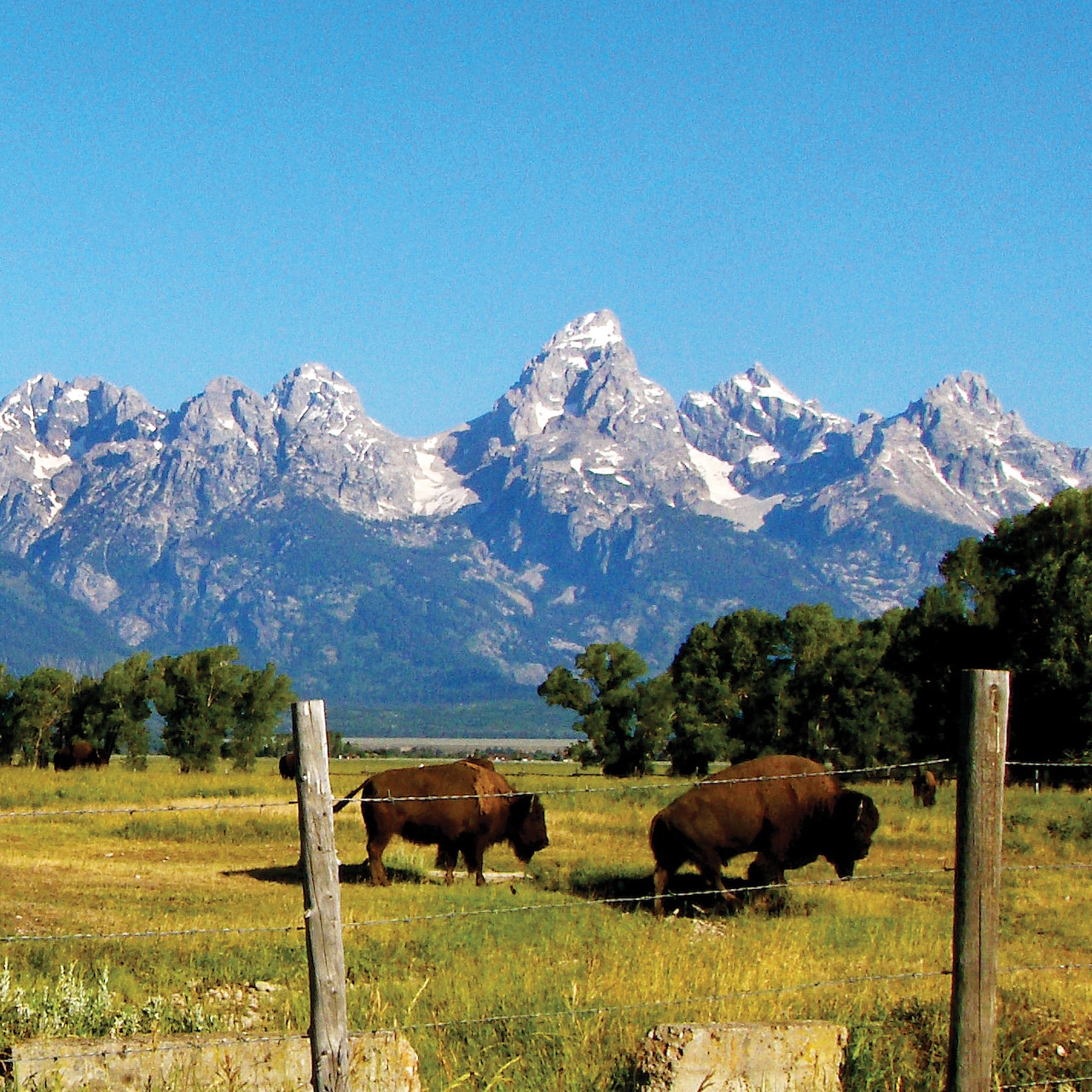 Grand Teton Amp Yellowstone Tours Adventures By Disney