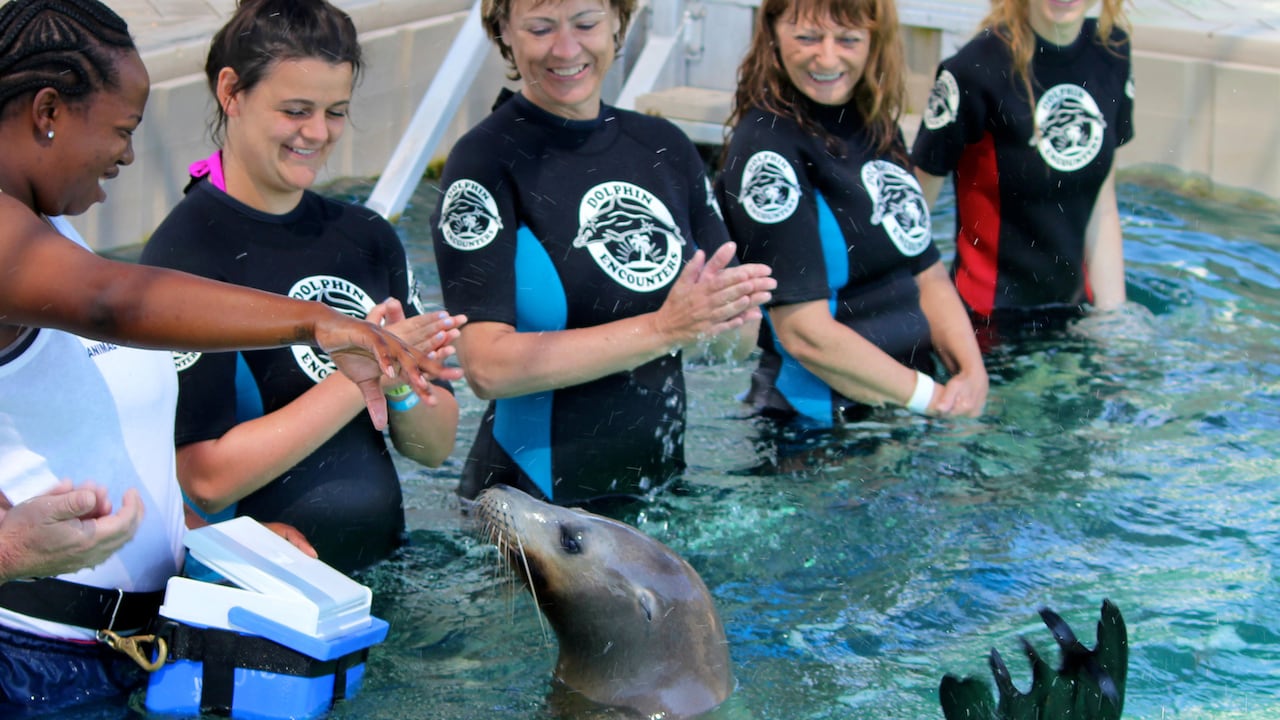 Blue Lagoon Island Sea Lion Encounter Disney Cruise Line