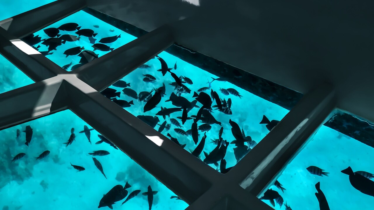 Castaway Cay Glass Bottom Boat Tour Disney Cruise Line