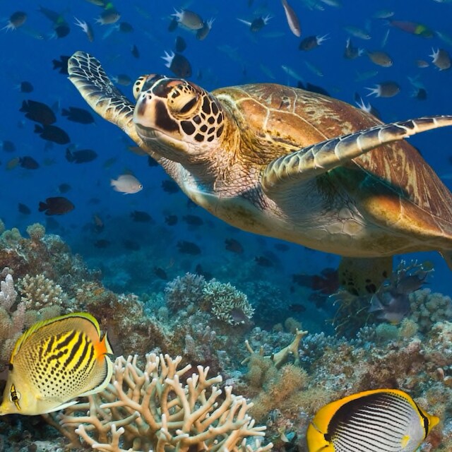 A turtle and many fish swim at the Great Barrier Reef