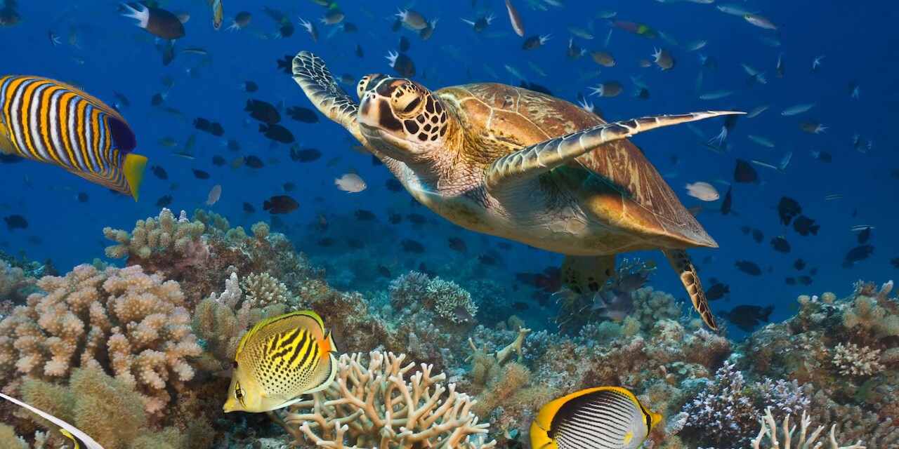 A turtle and many fish swim at the Great Barrier Reef