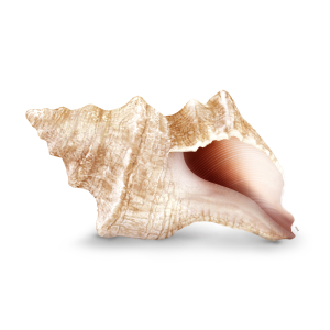 Seashell Media