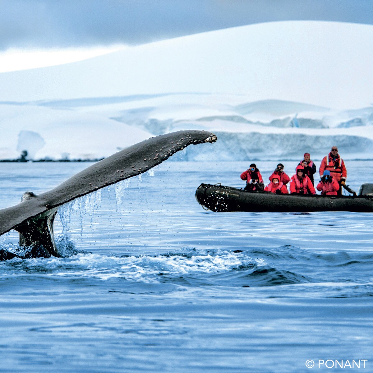 A whale’s tail breaches the surface of the water as a group of people wearing safety vests watch from a raft cruising near a large glacier