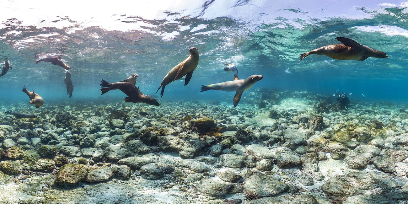 A herd of seals playfully swimming underwater