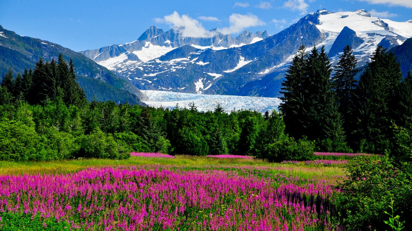 Wild flowers, alpine trees and lush vegetation growing at the base of Mendenhall Glacier