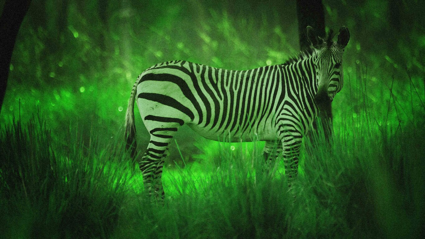 A zebra illuminated by night vision goggles during Disney’s Animal Kingdom Night Safari excursion