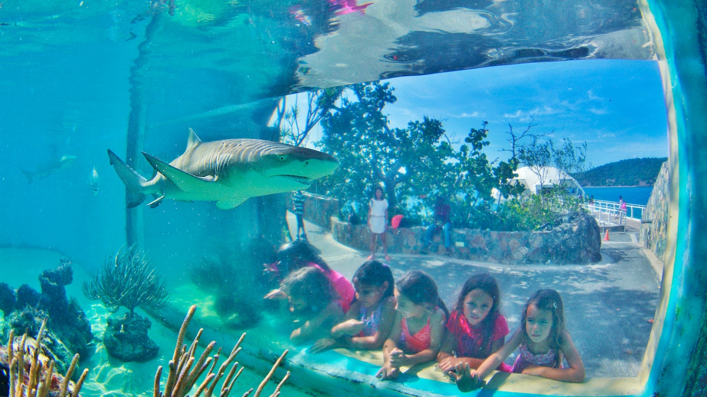 Sea Trek Helmet Dive At Coral World Ocean Park Disney Cruise Line Sea Trek Helmet Dive At Coral World Ocean Park Disney Cruise Line