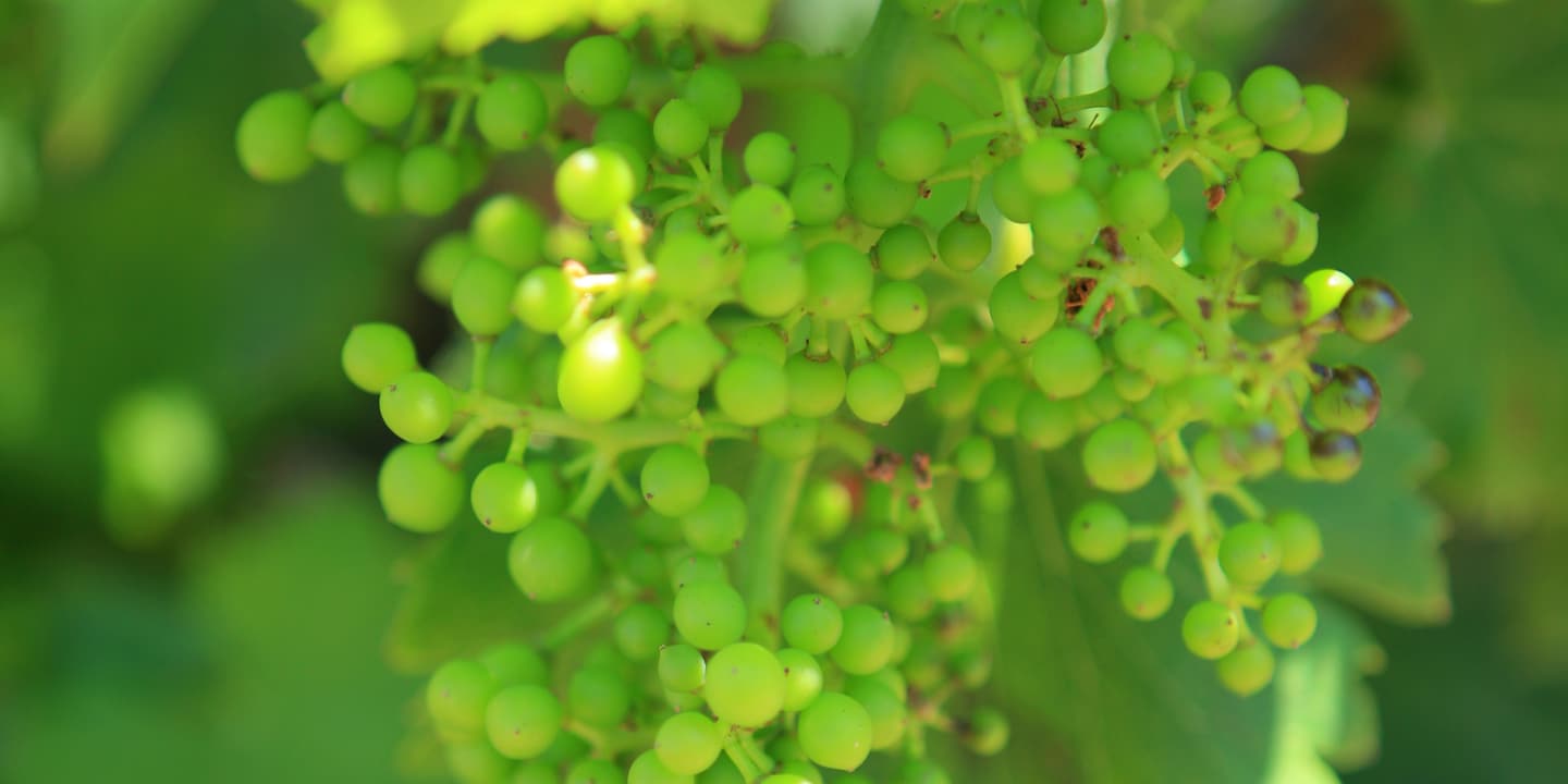 A cluster of grapes