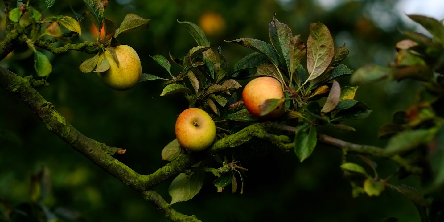 Apples on a tree at a local French orchard