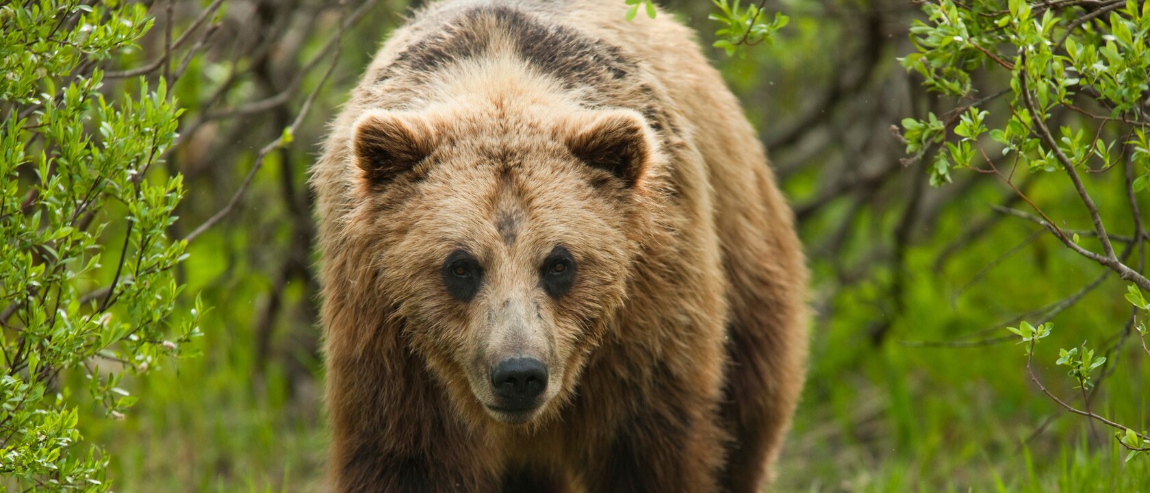 Alaska Tour Itinerary Adventures By Disney - 