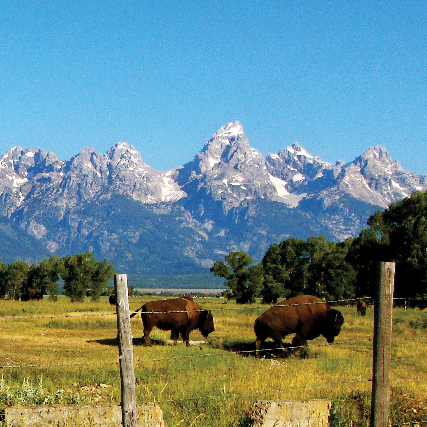 Grand Teton Tour Tips Faqs Adventures By Disney