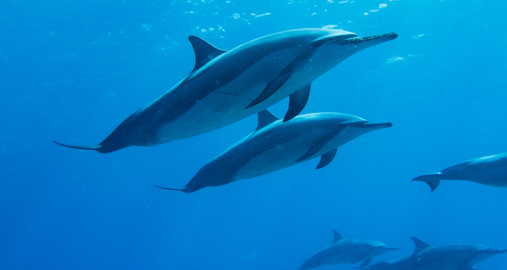 2 Spinner dolphins swim together underwater