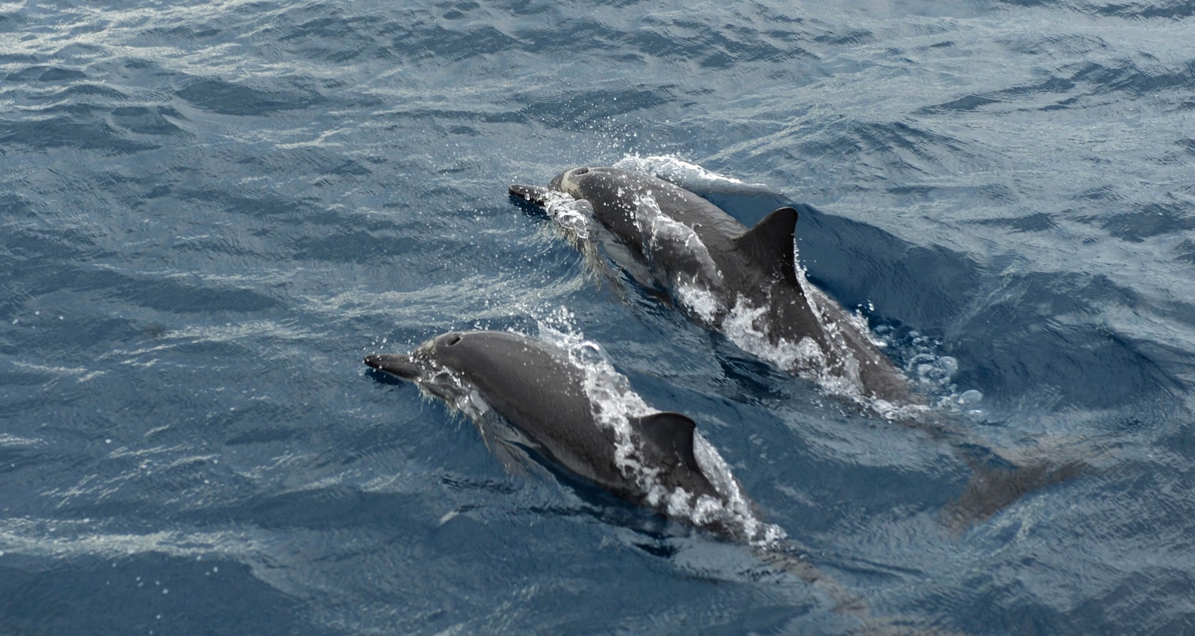 Two dolphins swim side by side on the surface of the ocean