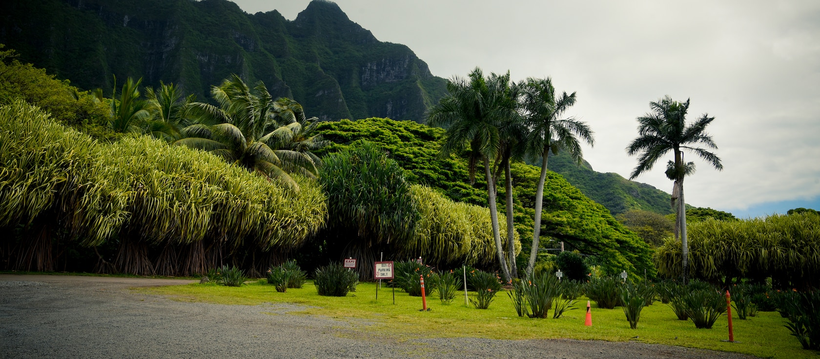 Tropical trees and windswept vegetation at the base of jagged mountain peaks