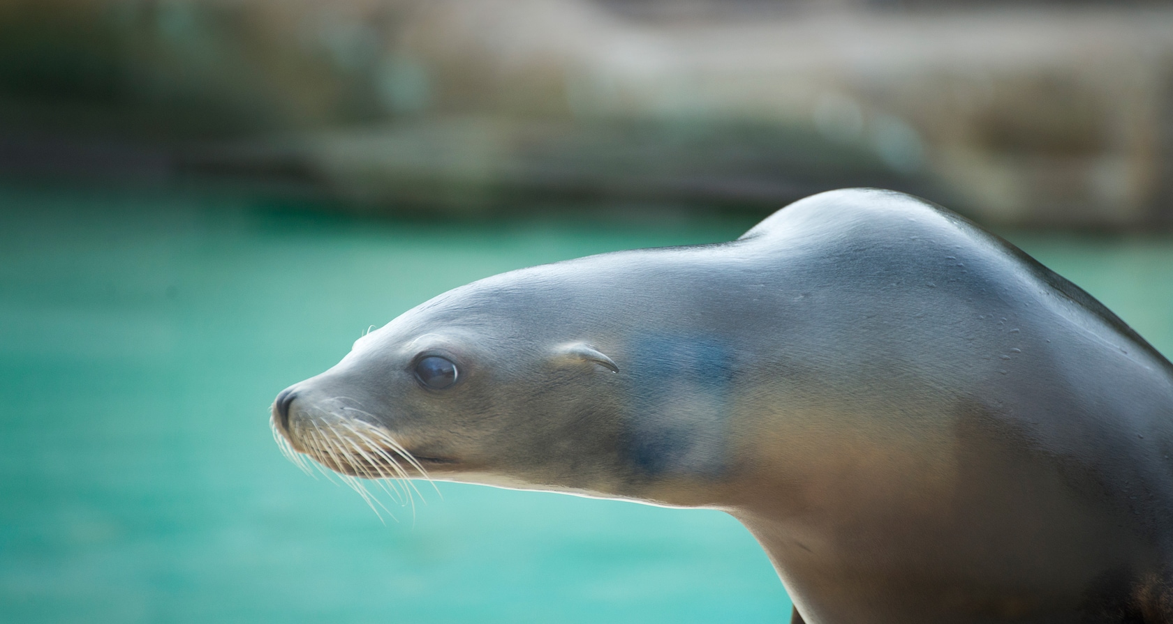 A sea lion with his pool in the background.