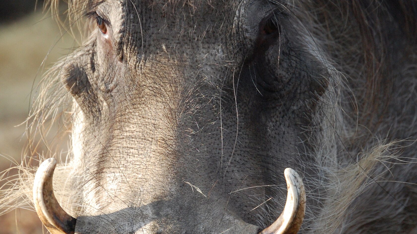 Un jabalí africano muestra sus colmillos