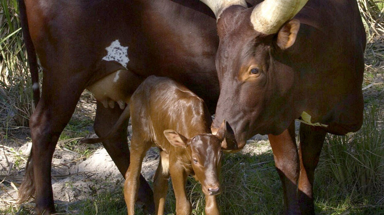 An Ankole mother nuzzles her baby