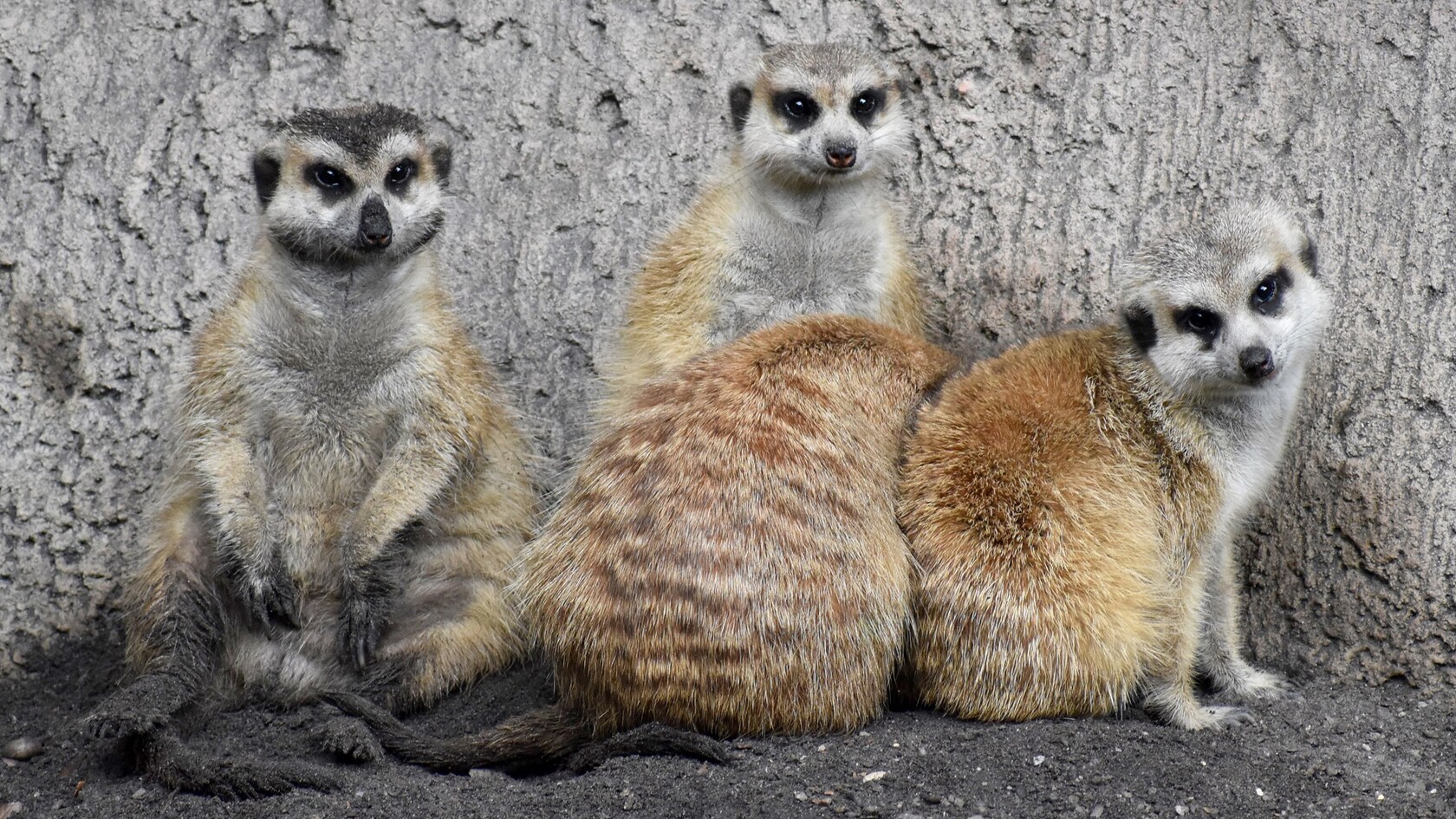 4 suricatas se acurrucan junto a un muro que parece de tierra