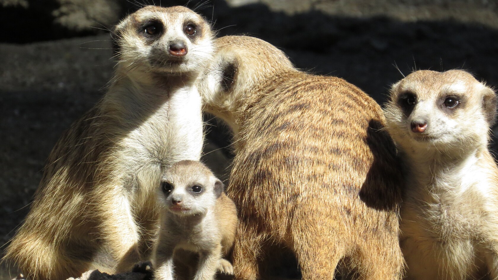 3 suricatas adultas y una suricata bebé se acurrucan