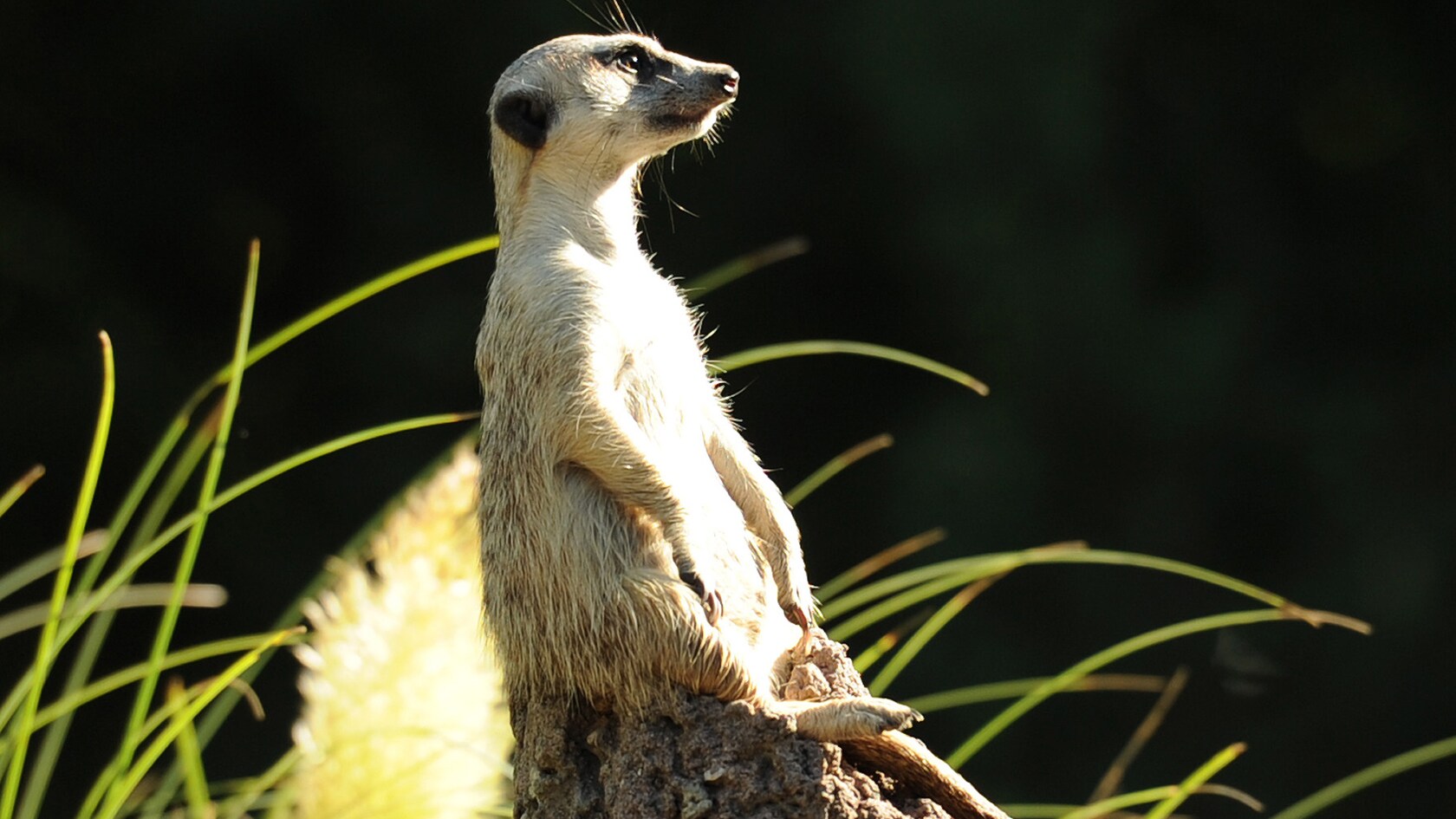 Una suricata sentada sobre un montículo alto supervisa el área