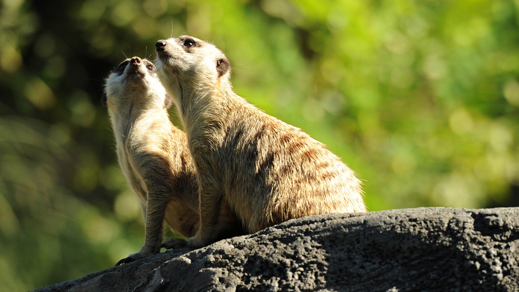 2 suricatas sentadas sobre una roca mirando hacia el cielo