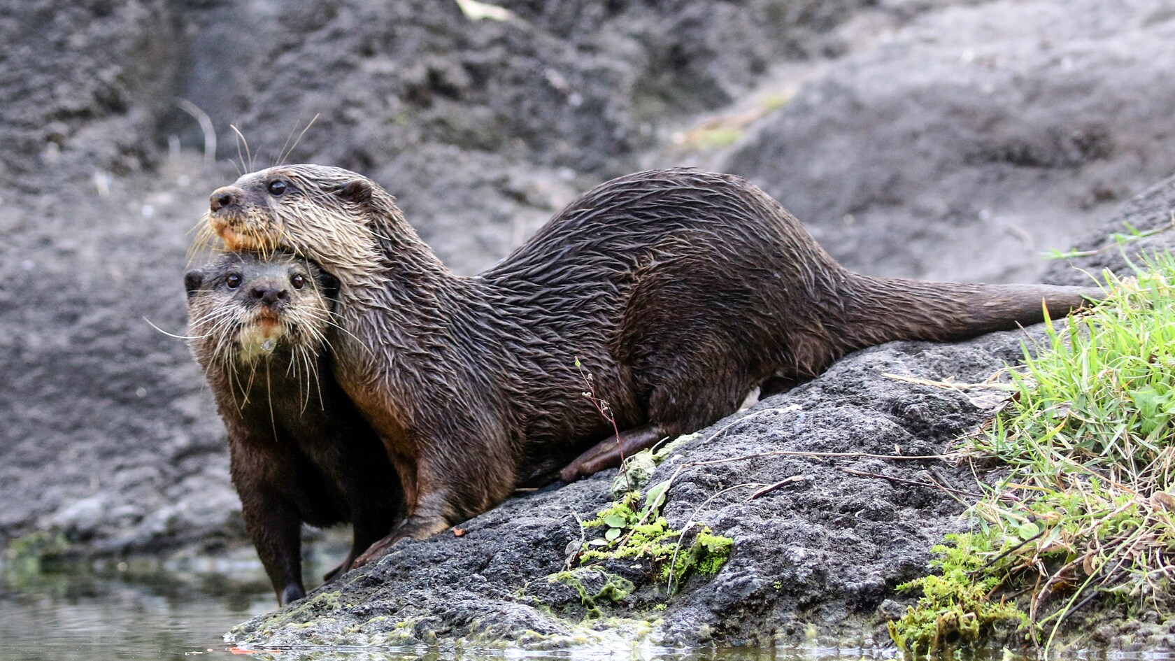 Les Loutres Asiatiques A Petites Griffes Animaux De Disney Walt Disney World Resort