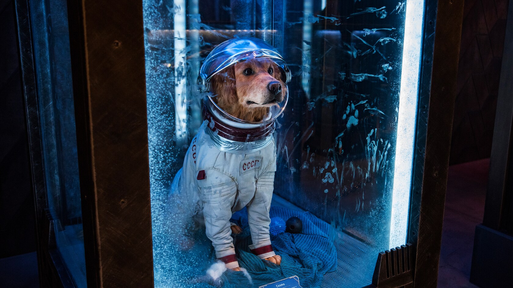 Cosmo, a stoic dog in a space travel outfit, behind a glass case
