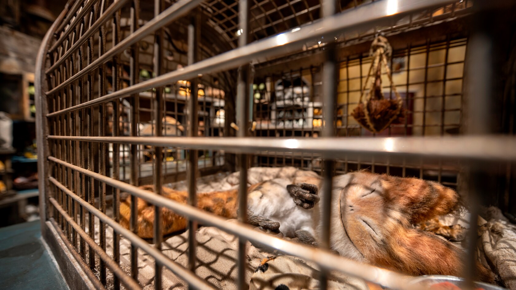 A Loth-cat sleeps in a cage.