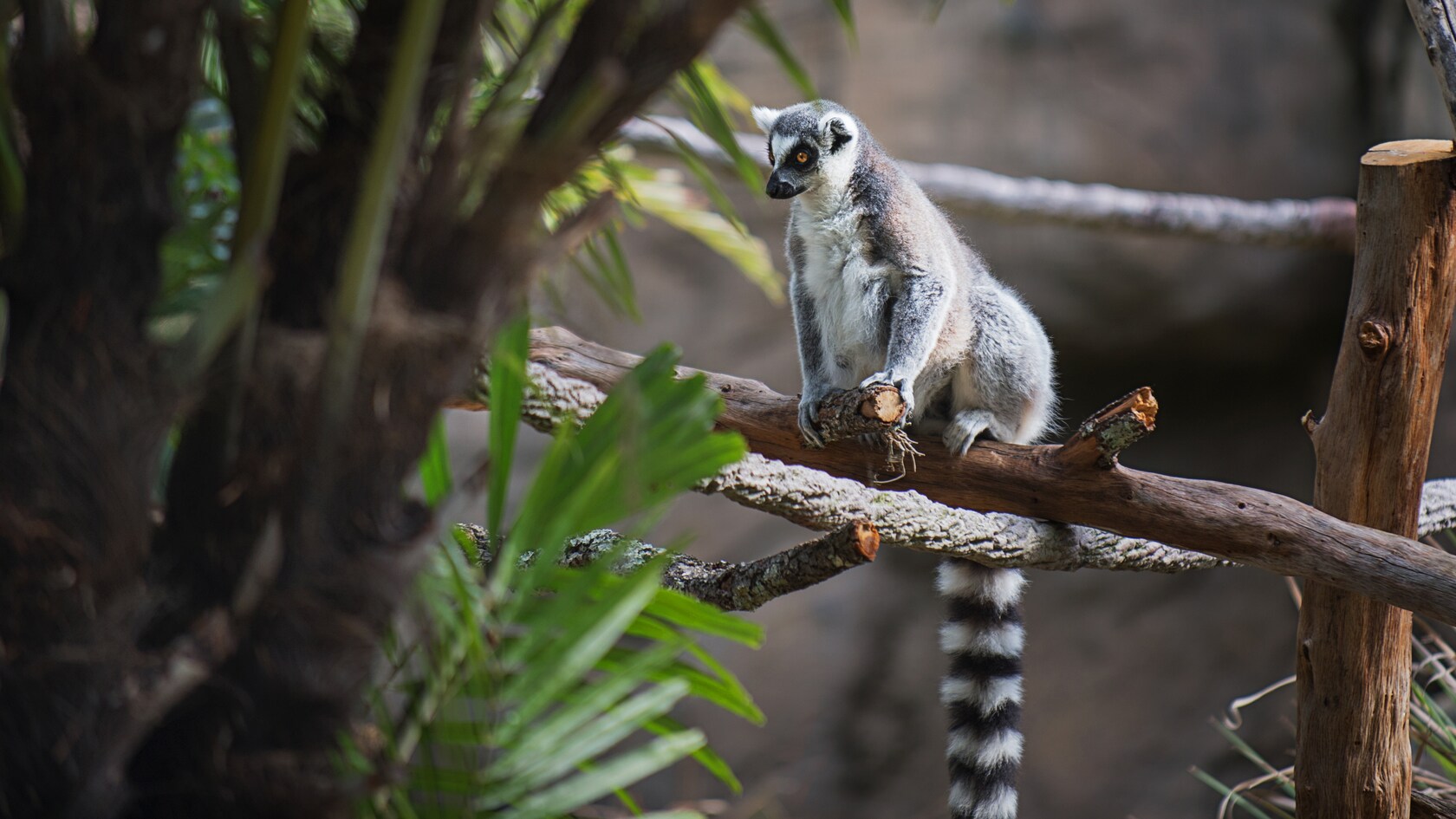 A Ring-Tailed Lemur sitting on a branch