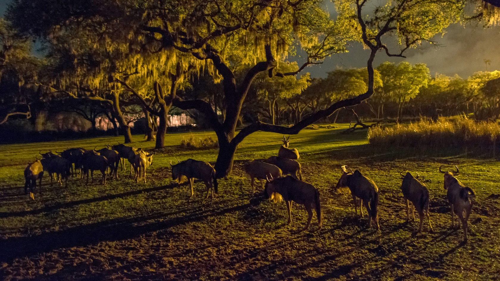 Kilimanjaro Safaris Animal Kingdom Attractions Walt Disney World Resort