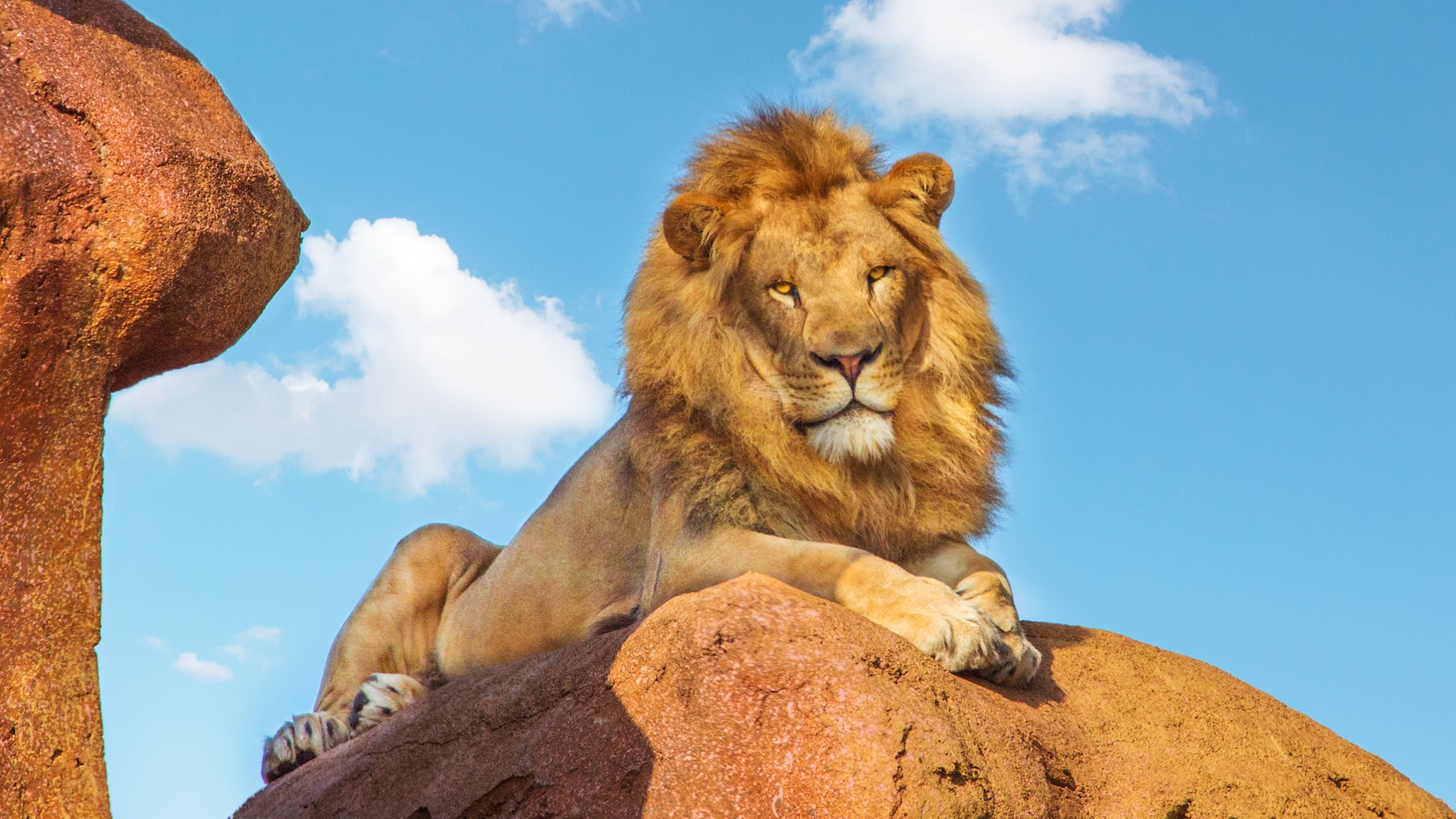 A stately lion reclines on a boulder as seen on Kilimanjaro Safaris 
