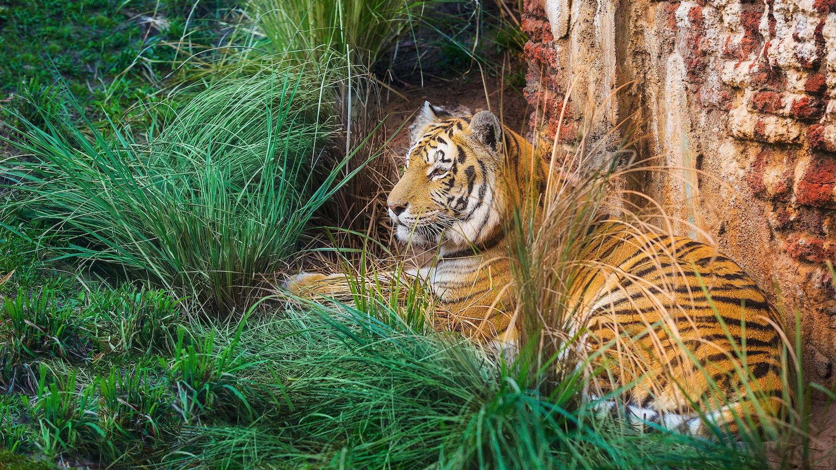 A tiger lounges in high grass next to a wall